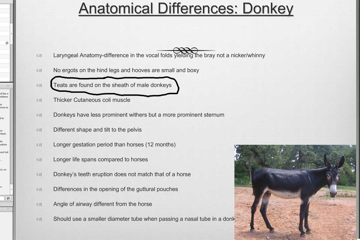 Donkey Education